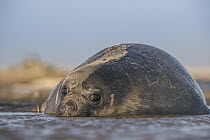 Southern Elephant Seal (Mirounga leonina) weaner in shallow water, Sea Lion Island, Falkland Islands