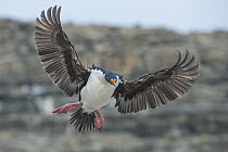 Blue-eyed Cormorant (Phalacrocorax atriceps) flying, Sea Lion Island, Falkland Islands