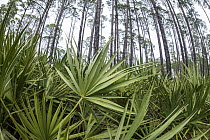 Saw Palmetto (Serenoa repens) and Pine (Pinus sp) trees, Saint Andrews State Park, Panama City Beach, Florida