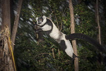 Black And White Ruffed Lemur (Varecia variegata variegata) jumping between trees, Perinet Nature Reserve, Madagascar