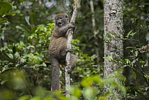 Grey Bamboo Lemur (Hapalemur griseus) in tree, Andasibe-Mantadia National Park, Madagascar