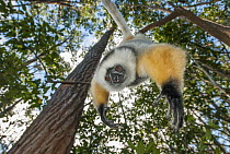 Diademed Sifaka (Propithecus diadema) hanging in tree, Perinet Nature Reserve, Madagascar