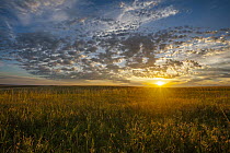 Tallgrass prairie at sunset, Badlands National Park, South Dakota