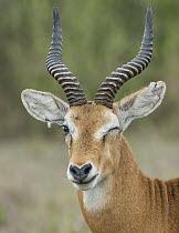 Kob (Kobus kob) male, Queen Elizabeth National Park, Uganda