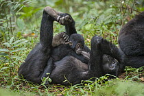 Mountain Gorilla (Gorilla gorilla beringei) mother and young, Bwindi Impenetrable National Park, Uganda