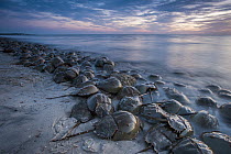 Horseshoe Crab (Limulus polyphemus) group spawning at high tide at sunset, Cape May, New Jersey