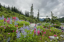 Broadleaf Lupin (Lupinus latifolius) and Mountain Indian Paintbrush (Castilleja parviflora) flowers in meadow, Mount Rainier National Park, Washington