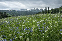 Lupine (Lupinus sp) and Western Pasqueflower (Anemone occidentalis) flowers in field, Mount Rainier National Park, Washington