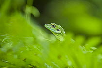 Green Crested Lizard (Bronchocela cristatella), Tangkahan, Sumatra, Indonesia