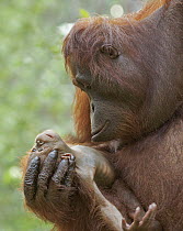 Orangutan (Pongo pygmaeus) mother and newborn, Tanjung Puting National Park, Borneo, Indonesia