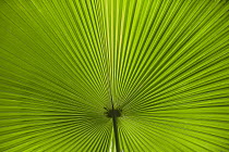 Palm frond, Tangkoko Nature Reserve, Sulawesi, Indonesia