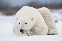 Polar Bear (Ursus maritimus) on ice, Seal River, Manitoba, Canada