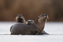 North American River Otter (Lontra canadensis) trio on ice, Muscatatuck National Wildlife Refuge, Indiana