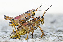 Eastern Lubber Grasshopper (Romalea guttata) pair mating, Fakahatchee Strand Preserve State Park, Florida