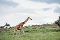 Reticulated Giraffe (Giraffa reticulata) walking through grassland, Lewa Wildlife Conservancy, Kenya
