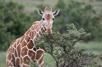 Reticulated Giraffe (Giraffa reticulata) browsing, Lewa Wildlife Conservancy, Kenya