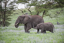 African Elephant (Loxodonta africana) mother and calf grazing, Lewa Wildlife Conservancy, Kenya