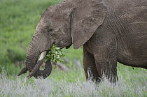 African Elephant (Loxodonta africana) grazing, Lewa Wildlife Conservancy, Kenya