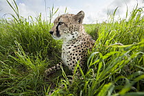 Cheetah (Acinonyx jubatus) in grass, Lewa Wildlife Conservancy, Kenya