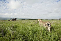 Cheetah (Acinonyx jubatus) and tourists, Lewa Wildlife Conservancy, Kenya
