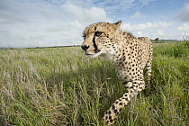 Cheetah (Acinonyx jubatus) walking through grassland, Lewa Wildlife Conservancy, Kenya