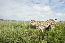 Cheetah (Acinonyx jubatus) walking through grassland, Lewa Wildlife Conservancy, Kenya