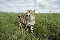 Cheetah (Acinonyx jubatus) in grassland, Lewa Wildlife Conservancy, Kenya