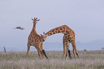 Reticulated Giraffe (Giraffa reticulata) males necking, Lewa Wildlife Conservancy, Kenya