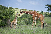 Reticulated Giraffe (Giraffa reticulata) mother greeting calf, Lewa Wildlife Conservancy, Kenya