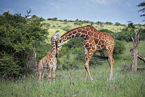 Reticulated Giraffe (Giraffa reticulata) mother nuzzling calf, Lewa Wildlife Conservancy, Kenya