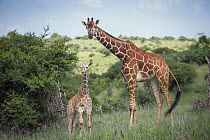 Reticulated Giraffe (Giraffa reticulata) mother and calf, Lewa Wildlife Conservancy, Kenya