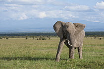 African Elephant (Loxodonta africana) grazing, Ol Pejeta Conservancy, Laikipia, Kenya