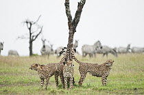 Cheetah (Acinonyx jubatus) trio marking tree with Burchell's Zebra (Equus burchellii) herd in background, Ol Pejeta Conservancy, Laikipia, Kenya