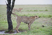 Cheetah (Acinonyx jubatus) male marking tree, Ol Pejeta Conservancy, Laikipia, Kenya