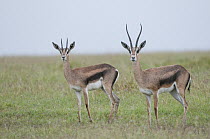 Grant's Gazelle (Nanger granti) female and sub-adult, Ol Pejeta Conservancy, Laikipia, Kenya