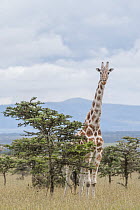 Masai Giraffe (Giraffa tippelskirchi) amidst acacia trees, Ol Pejeta Conservancy, Laikipia, Kenya