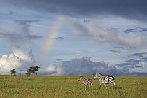 Zebra (Equus quagga) mother and foal near rainbow, Ol Pejeta Conservancy, Laikipia, Kenya