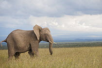 African Elephant (Loxodonta africana) in defensive posture, Ol Pejeta Conservancy, Laikipia, Kenya