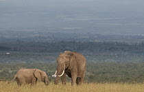 African Elephant (Loxodonta africana) mother and calf grazing, Ol Pejeta Conservancy, Laikipia, Kenya