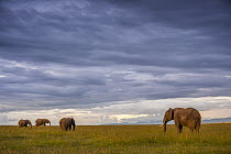 African Elephant (Loxodonta africana) group grazing at sunset, Ol Pejeta Conservancy, Laikipia, Kenya