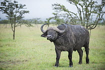 Cape Buffalo (Syncerus caffer) bull, Ol Pejeta Conservancy, Laikipia, Kenya