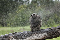 Olive Baboon (Papio anubis) shaking off rain, Ol Pejeta Conservancy, Laikipia, Kenya