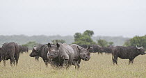 Black Rhinoceros (Diceros bicornis) pair and Cape Buffalo (Syncerus caffer) herd, Ol Pejeta Conservancy, Laikipia, Kenya