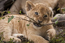 African Lion (Panthera leo) cub chewing branch, Masai Mara, Kenya