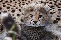Cheetah (Acinonyx jubatus) cub, Masai Mara, Kenya