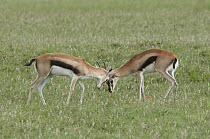 Thomson's Gazelle (Eudorcas thomsonii) sub-adult males play-fighting, Olare Orok Conservancy, Masai Mara, Kenya