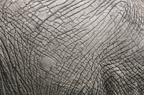 African Elephant (Loxodonta africana) skin, Masai Mara, Kenya