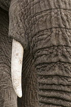African Elephant (Loxodonta africana) trunk and tusk, Masai Mara, Kenya
