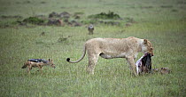 African Lion (Panthera leo) female on Blue Wildebeest (Connochaetes taurinus) carcass while Black-backed Jackal (Canis mesomelas) impatiently looks on, Olare Orok Conservancy, Masai Mara, Kenya
