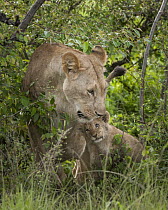 African Lion (Panthera leo) cub nuzzling mother, Olare Orok Conservancy, Masai Mara, Kenya